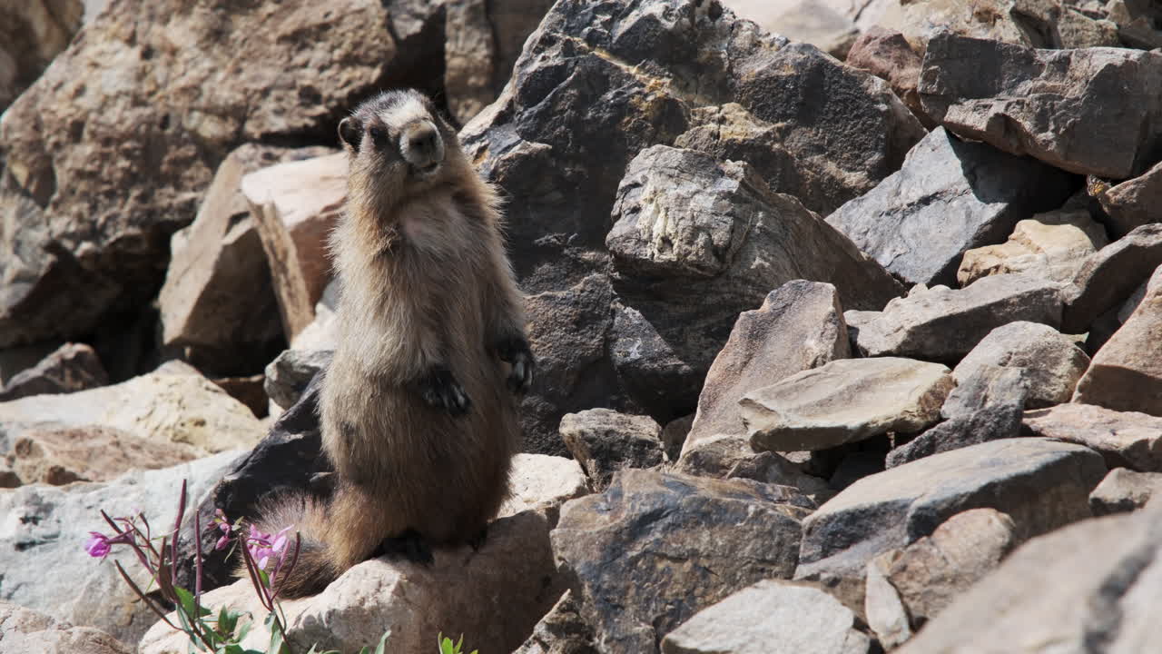 A curious marmot stands upright on a rocky alpine slope, surrounded by rugged terrain and delicate wildflowers