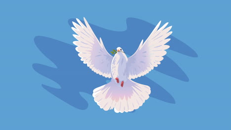 dove bird flying front animation