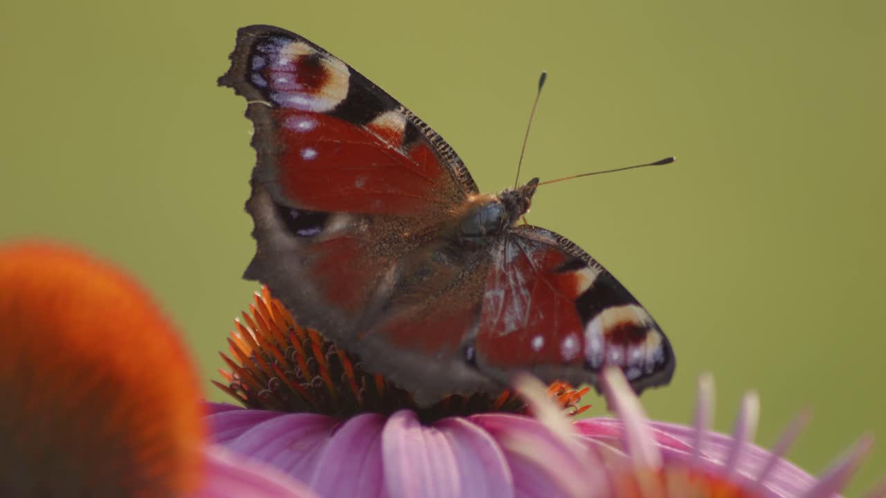 Scatto macro di una farfalla pavone con le ali aperte che succhia nettare su un'Echinacea arancione