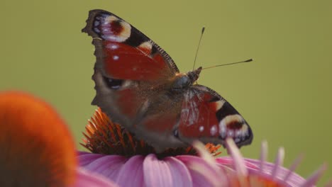 Makroaufnahme-Eines-Europäischen-Tagpfauenauges-Mit-Offenen-Flügeln,-Die-Nektar-Auf-Einem-Orangefarbenen-Sonnenhut-Saugen