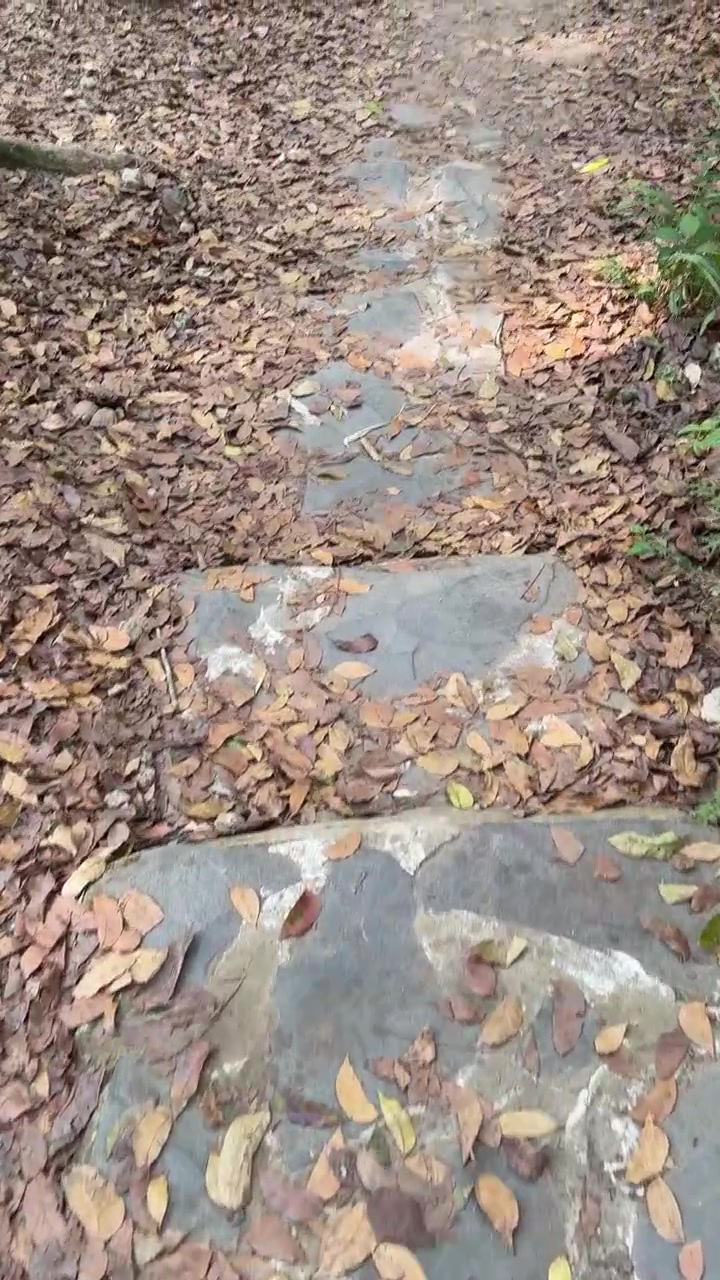 Walking Down Stone Steps Covered in Fallen Autumn Leaves