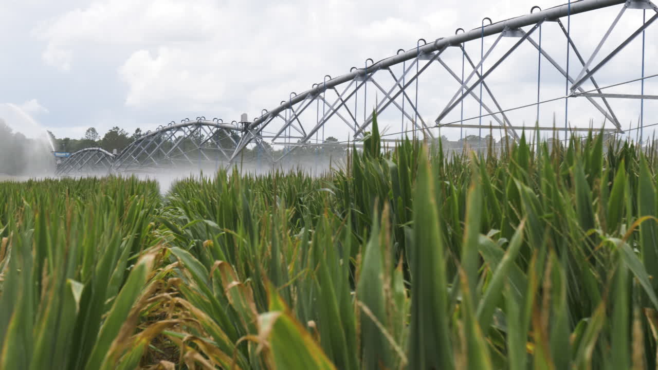 plano general de un sistema de riego de pivote que riega un campo de maíz