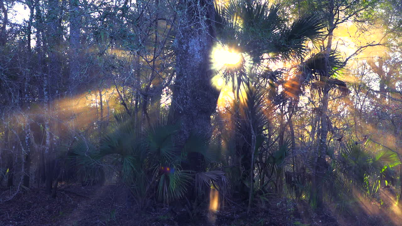la niebla matutina se eleva en los everglades de florida 1