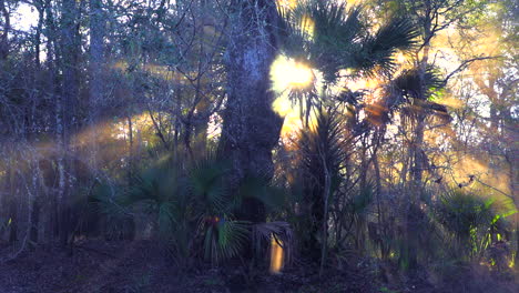 La-Niebla-De-La-Mañana-Se-Eleva-En-Los-Everglades-De-Florida-1