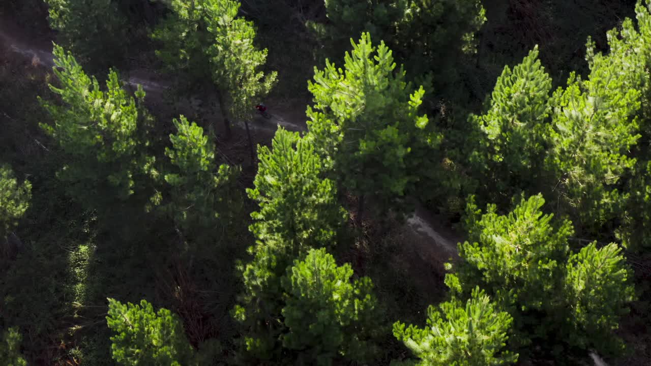 gente en bicicleta de montaña bajo un hermoso bosque de pinos en el parque de nueva zelanda