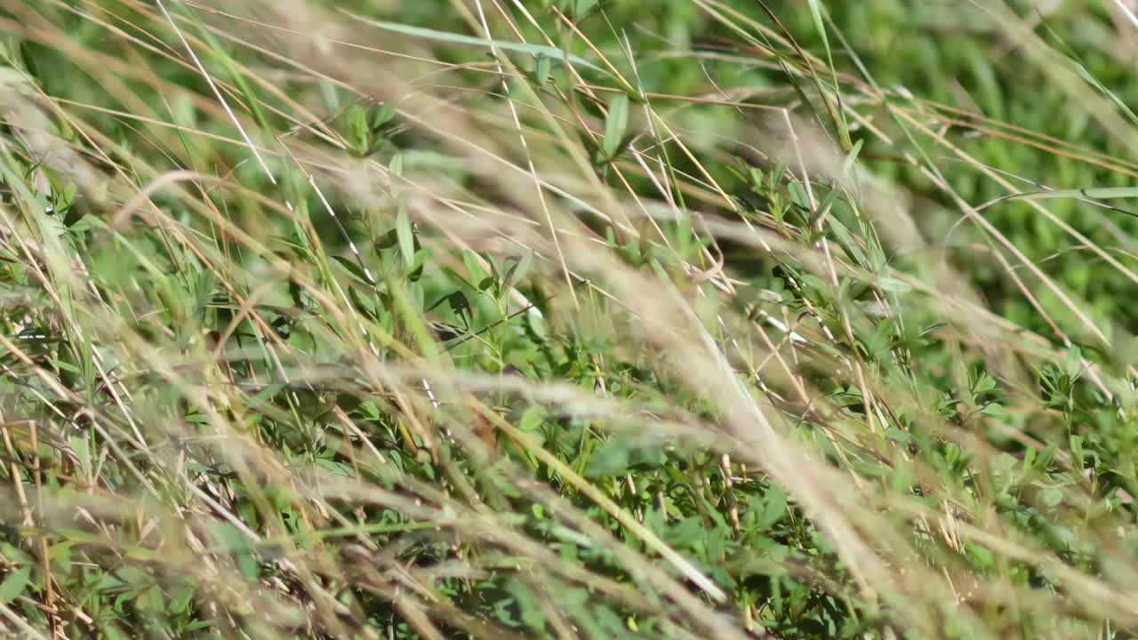 la hierba se balancea en el viento, west sussex, inglaterra