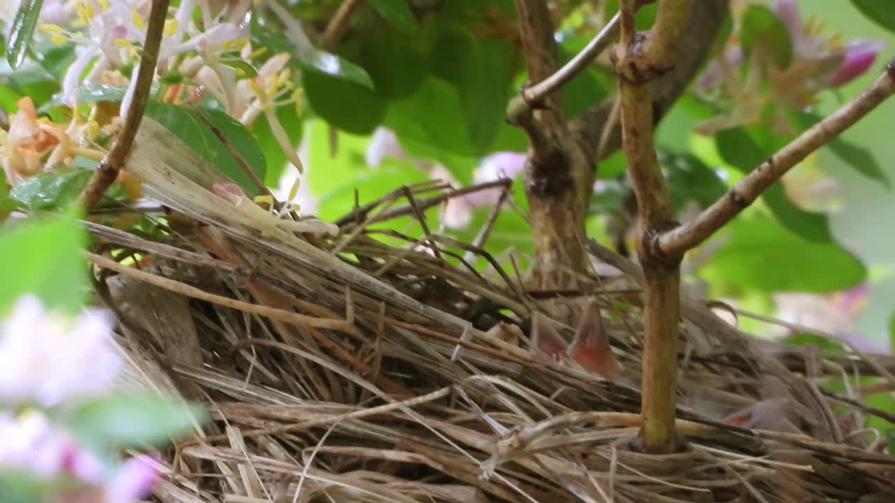 Extreme close up of parent Female red winged blackbird protecting their hatchling in the nest over the tree