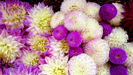 dalia flowers in different colours