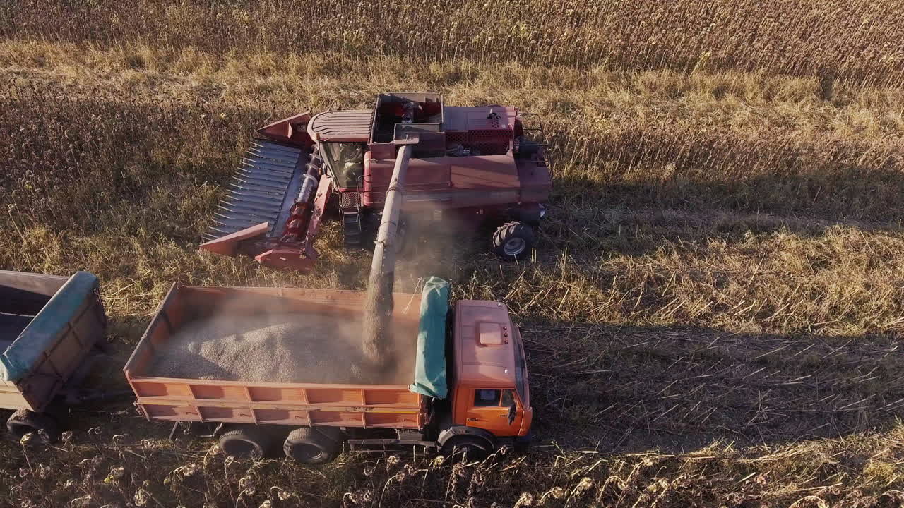 cosechadora de girasol descarga semillas de girasol en un camión, la cámara vuela alrededor
