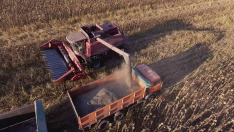 harvesting sunflower combine unloads sunflower seeds in a lorry the camera flies around