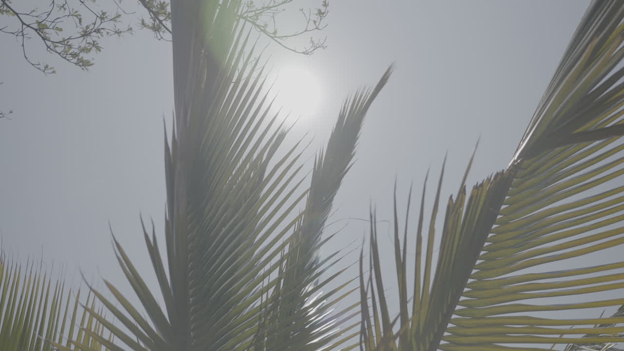 Low angle slowmotion shot of branches of a giant palmtree waving in the wind on a sunny day with a blue sky near Lake Tanganyika Burundi LOG