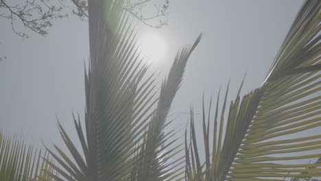 low angle slowmotion shot of branches of a giant palmtree waving in the wind on a sunny day with a blue sky near lake tanganyika burundi log