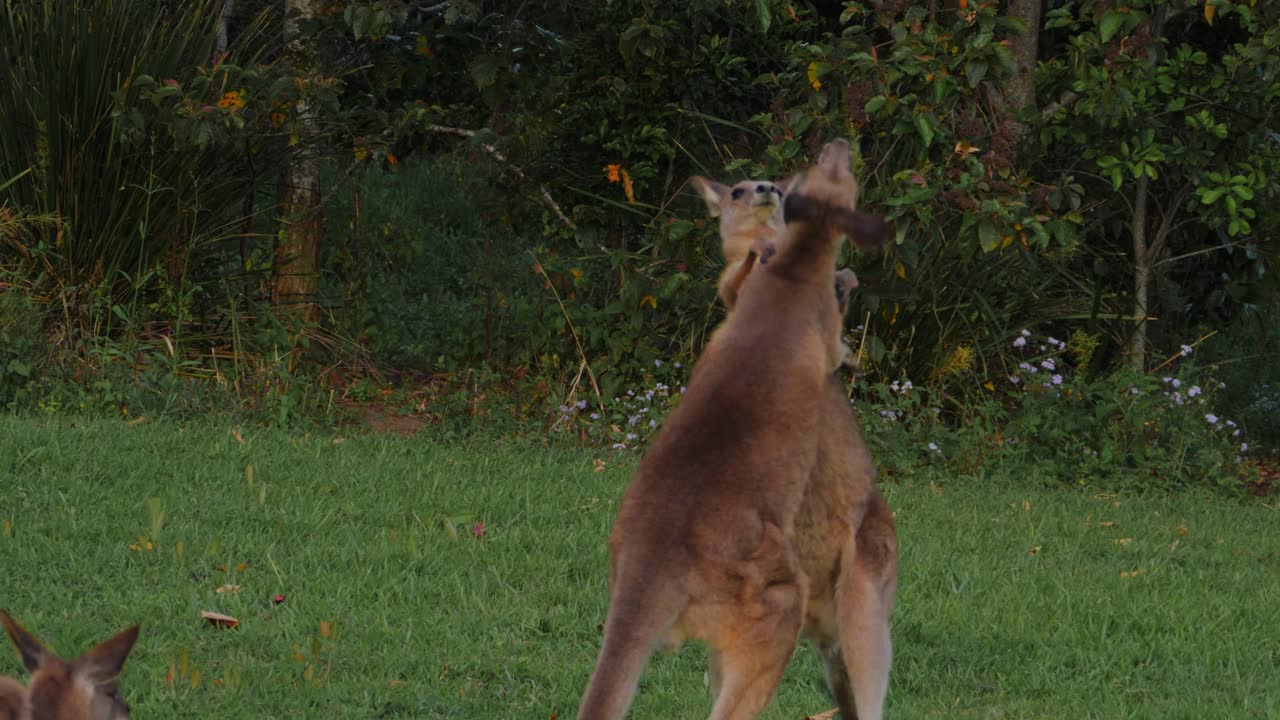 dos hembras de canguros grises orientales golpeándose y pateándose entre sí - canguros peleando - costa dorada, qld, australia