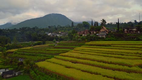 Rice-fields