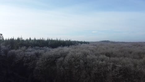 Flying-backwards-with-a-drone-over-pine-trees-and-deciduous-trees-with-hoarfrost