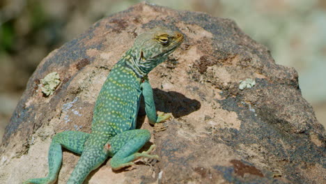 medium shot collared lizard on mossy rock looking away from camera