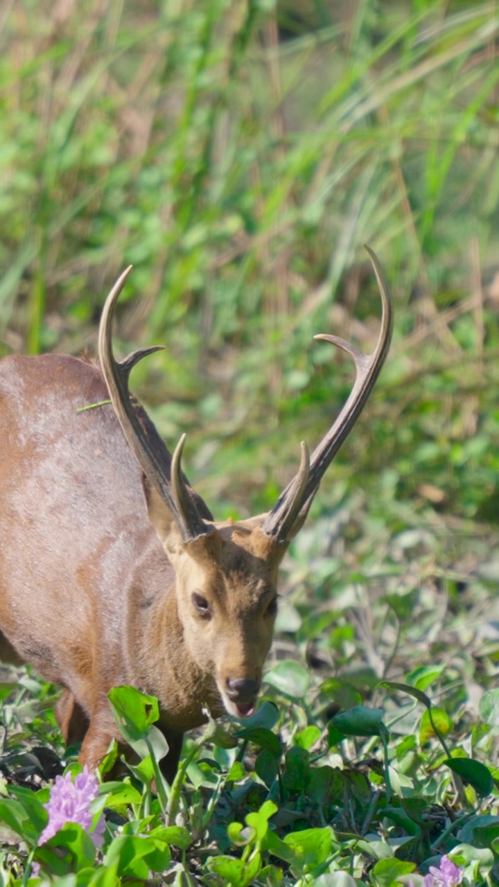 Un primo piano cinematografico di un autentico cervo porcino indiano al pascolo in natura. Perfetto per documentari sulla natura, progetti di sostenibilità e contenuti sulla conservazione della fauna selvatica