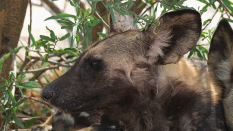 primer plano de lycaon pictus, lobo pintado canino salvaje originario del áfrica subsahariana