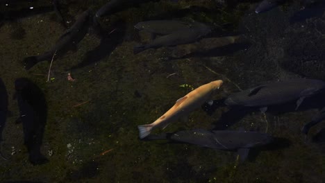 pond-with-traditional-japanese-fish-in-tokyo,-saba-fish,-Koi-Fish