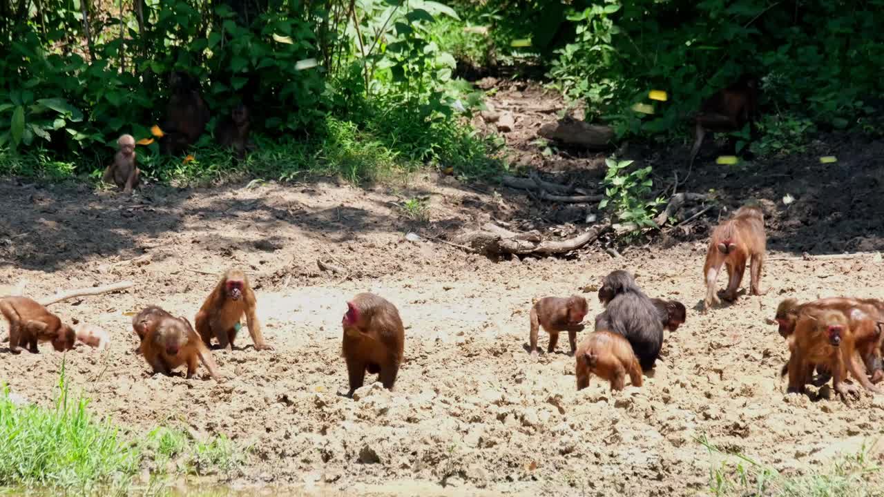 먹을 광물을 캐기 위해 숲에 있는 연못의 진흙 투성이 둑에 흩어져 있는 군대