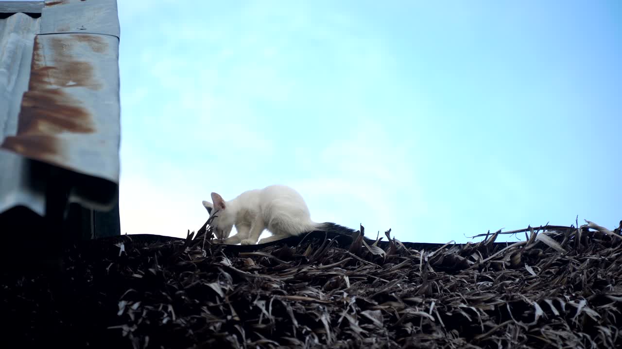 지붕에 있는 새끼 고양이