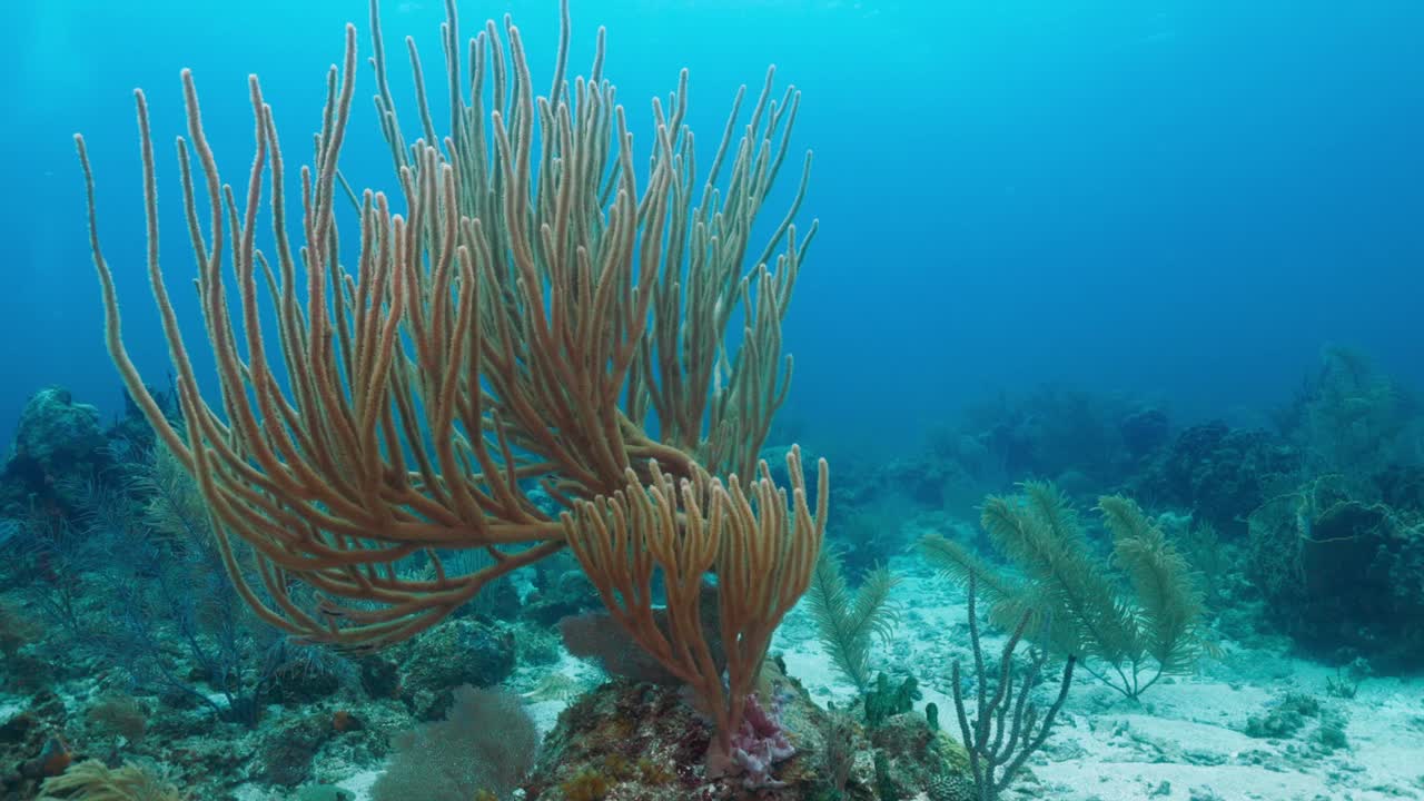 Intricate Sea Fan Swaying Gracefully on a Vibrant Coral Reef — Peaceful Tropical Underwater Scenery with Detailed Marine Life — Captured in Stunning 4K 60 FPS for Stock Footage