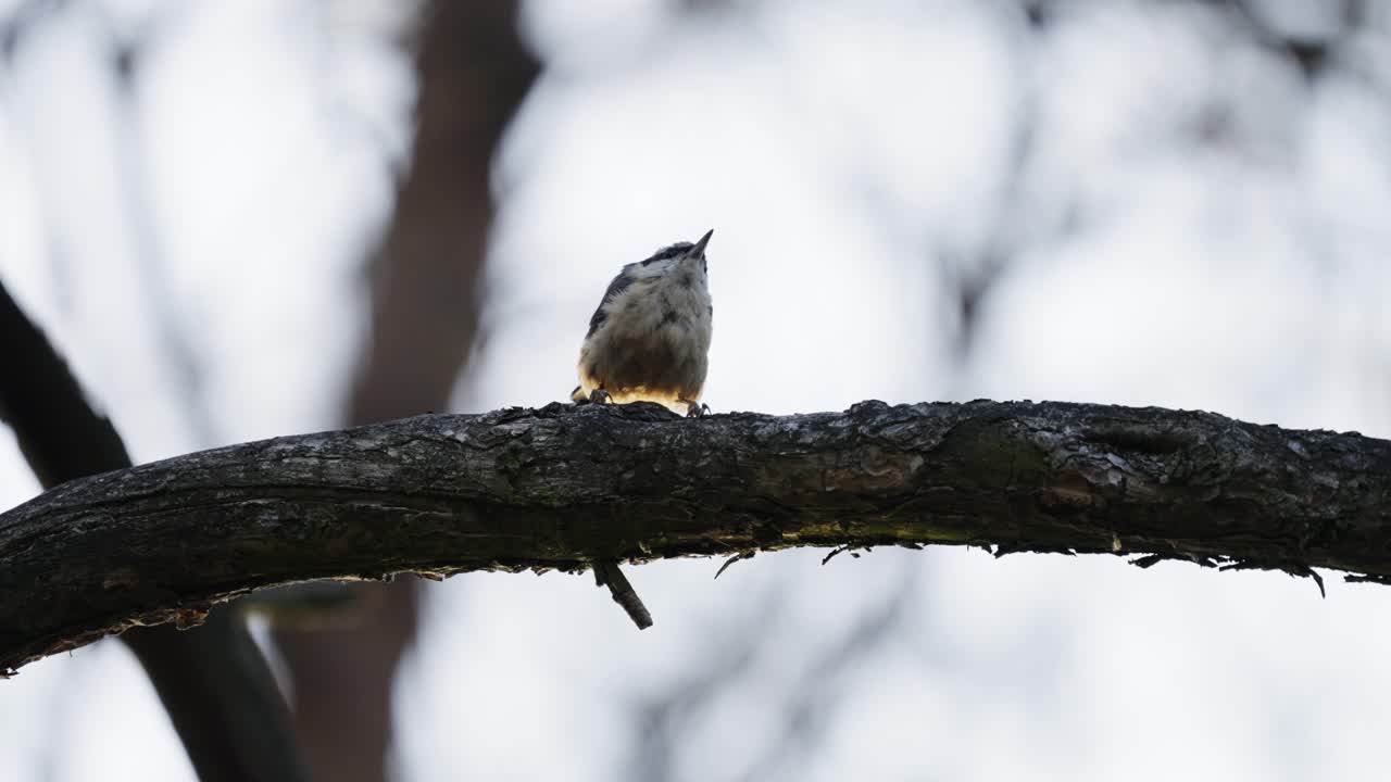 trepador de pecho blanco sentado en una rama y volando, cámara lenta