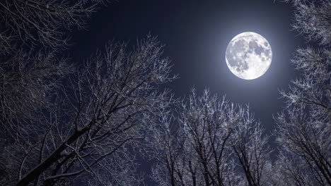 full moon over a snowy forest at night