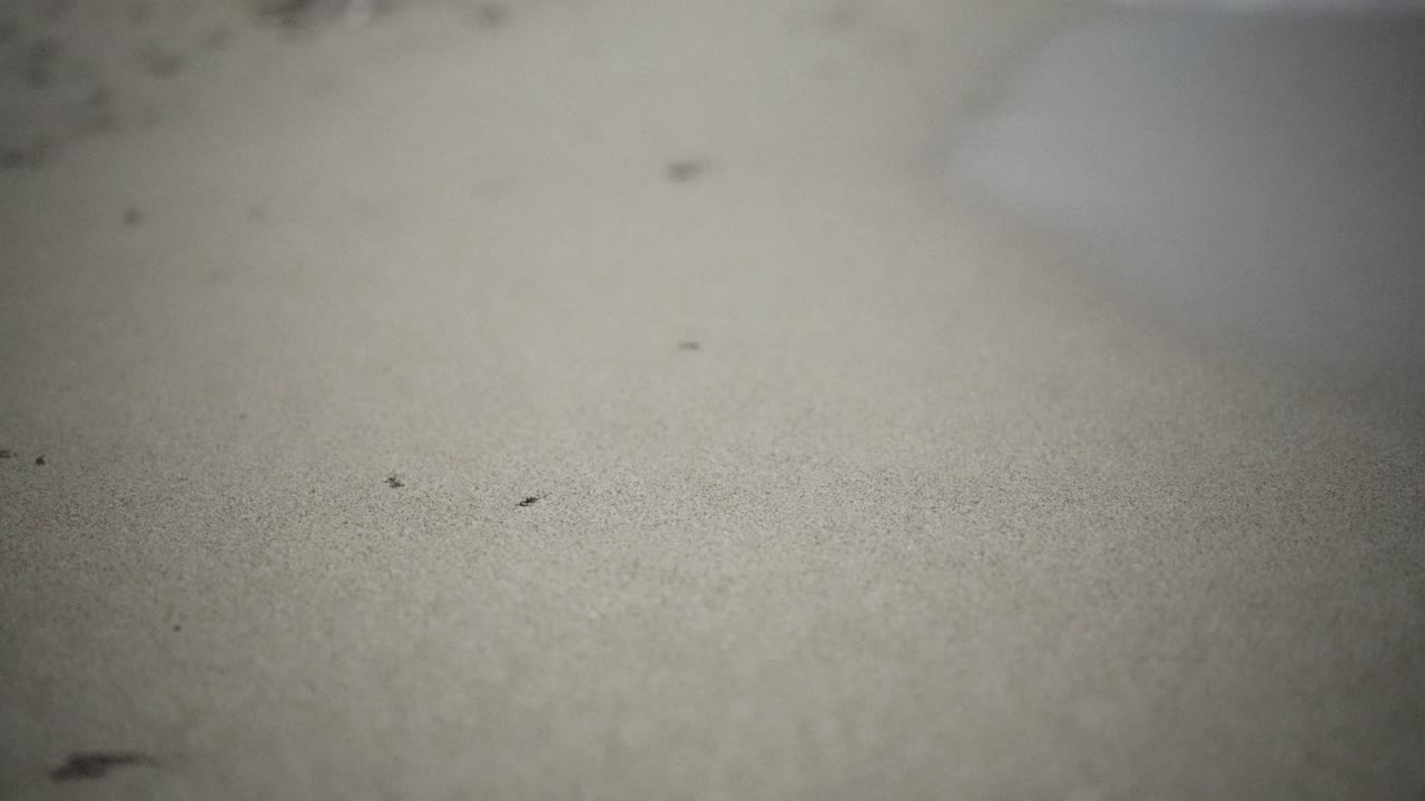 하 모래 해변 밤 바물 물 물결은 모래를 흡수 거북이 둥지를 짓는 아기 알 보호 자연 서식지 보존 해안 환경 생태계 해양 이란 페르시아 만 카타르 야생 어 호크스빌