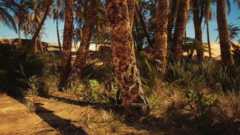 landscape of oasis with palm trees