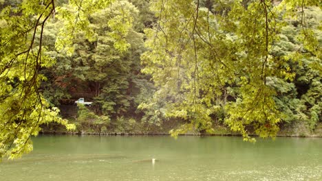 Diapositiva-De-Un-Hermoso-Río-Mirando-A-Través-De-Los-árboles-En-Kyoto,-Japón-4k-Cámara-Lenta