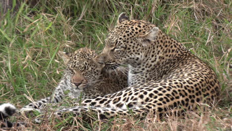 a leopardess is grooming her cub in the savannah grass