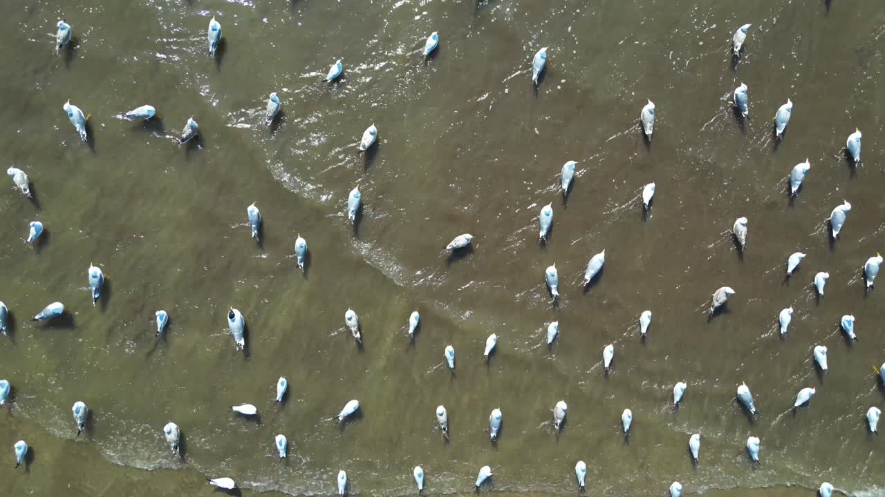 pájaros comiendo comida en el río vista de cerca