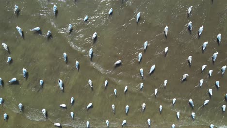 Vögel,-Die-In-Der-Nahansicht-Des-Flusses-Futter-Fressen