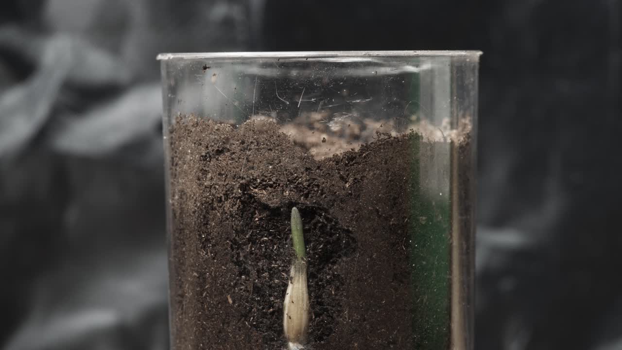 la avena crece en el lapso de tiempo dolly. vegetación de la semilla