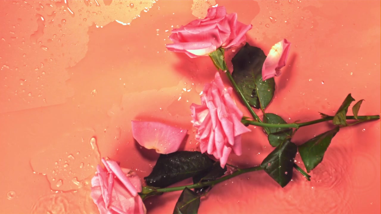 Rose rosa che cadono nell'acqua al rallentatore