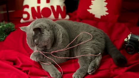 gato británico de pelo corto juega con una cuerda frente a las almohadas navideñas en la cubierta roja