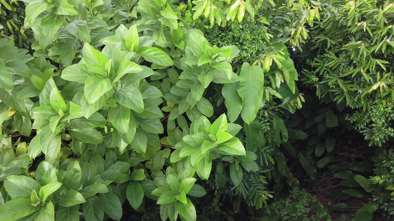 paisaje natural de la selva tropical vista del bosque tropical en verano durante el día con viento que sopla