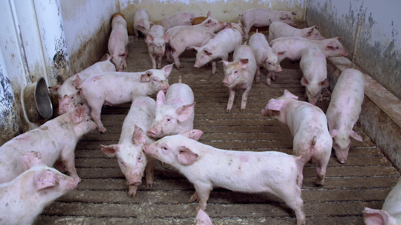 돼지가 많은 양돈장