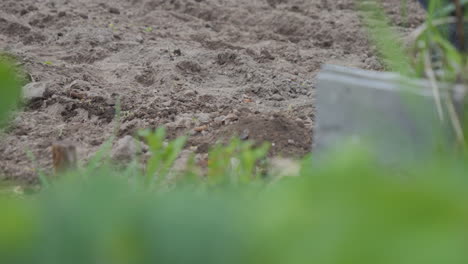 Close-up-shot-of-Hand-taking-Care-of-the-soil-using-fertilizer-and-hand-trowel,-Slow-motion