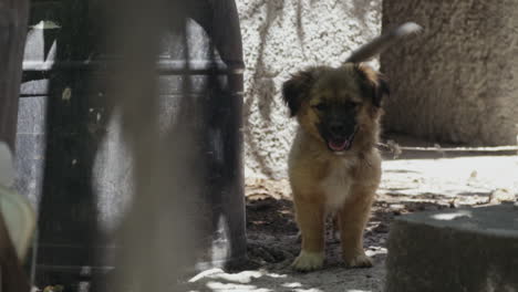 dolly move as small puppy waits patiently in alley wagging tail, slow motion