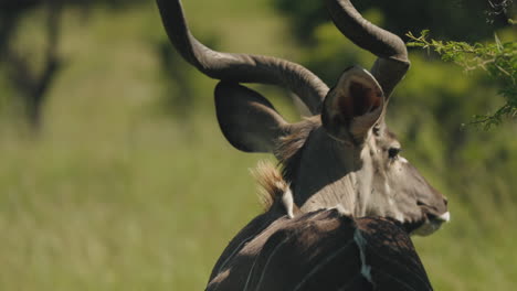 fotografía de cerca de un kudu comiendo un árbol en la sabana africana