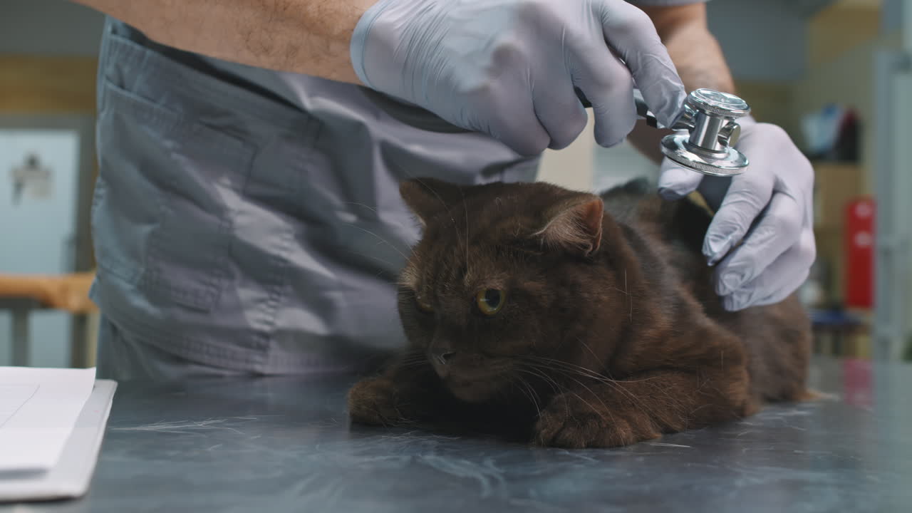 Vet Doctor Examining Cat With Stethoscope