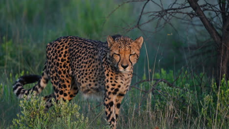 cheetah in the african savannah