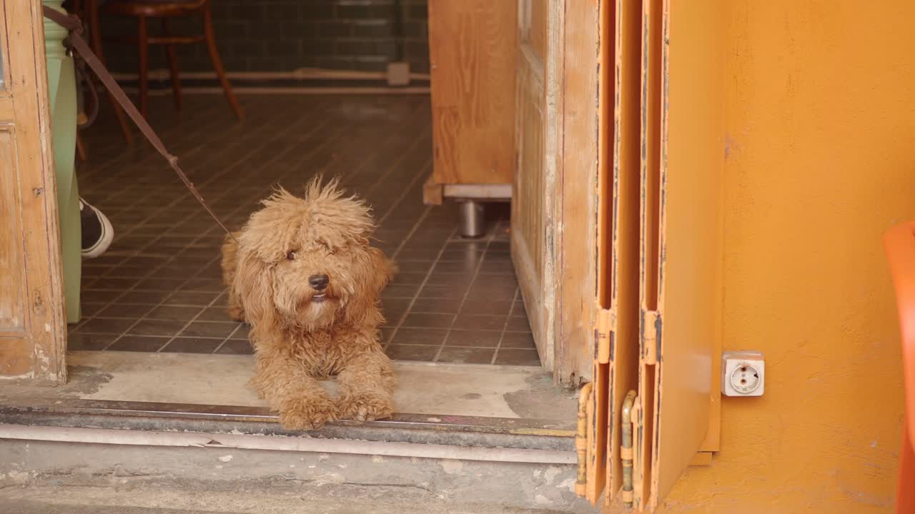 A fluffy brown dog on a leash resting in a doorway