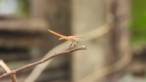 dragonfly in stick - wings