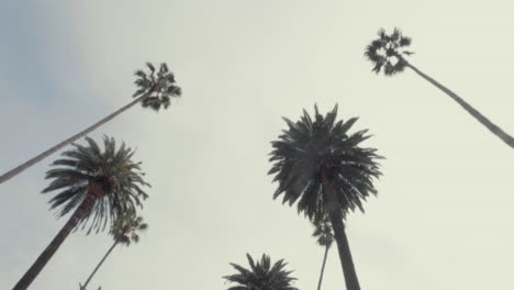 view of palm trees passing by from car looking up wide shot beverly hills california usa