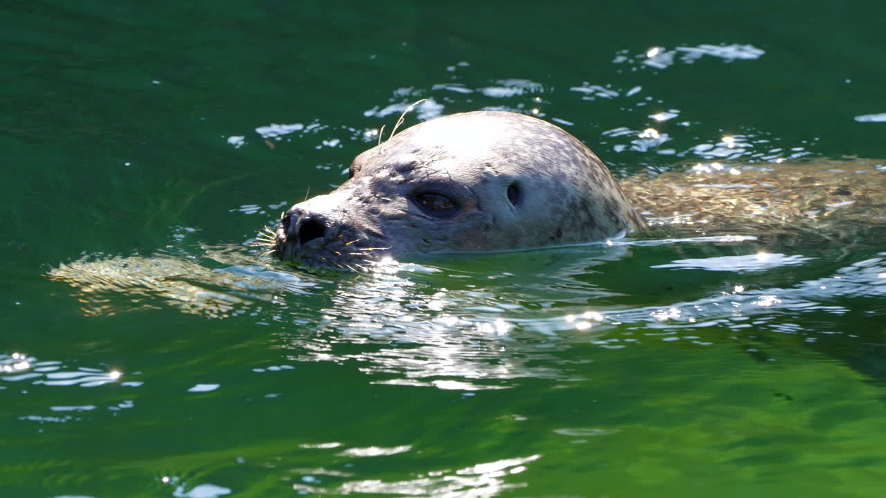 Close up shot of cute sea lion or seal swimming in natural lake during sunny day