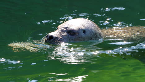 close up shot of cute sea lion or seal swimming in natural lake during sunny day