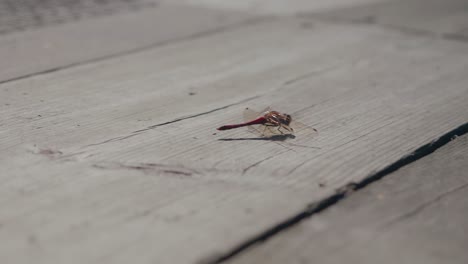 red dragonfly eating on a wooden path, handheld wide shot